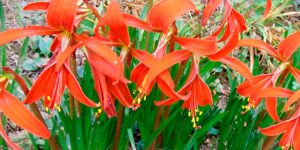 Como Comprar Bulbos De Flores