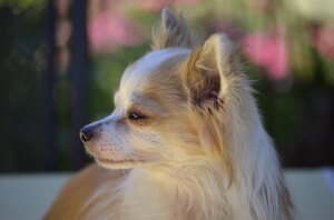 Como Comprar Camas Para Perros De Disenador