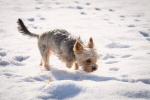 Como Comprar Casas Para Perros