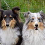Como Comprar Collares De Control De Ladridos Para Su Perro