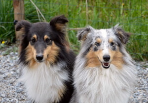 Como Comprar Collares De Control De Ladridos Para Su Perro