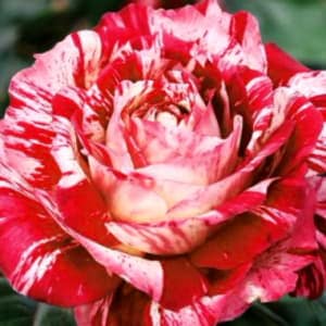 Como Comprar El Rosal Perfecto