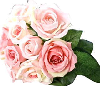 Como Comprar Orquideas Blancas Baratas