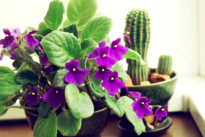 Como Comprar Plantas Con Flores De Interior Como Regalo