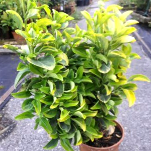 Como Comprar Plantas De Jardin