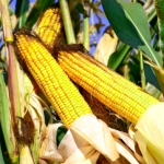 Como Comprar Plantas De Maiz