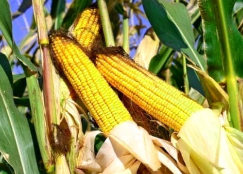 Como Comprar Plantas De Maiz