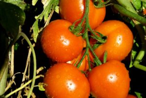 Como Comprar Plantas De Tomate Jardineria De Tomate