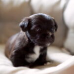 Como Comprar Productos Para El Cuidado Del Perro