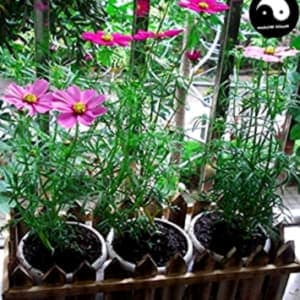 Como Comprar Semillas De Flores