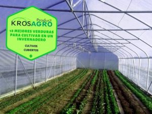 Como Construir Un Invernadero Comercial En El Patio Trasero