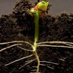Como Construir Una Torre Para Plantas De Frijoles