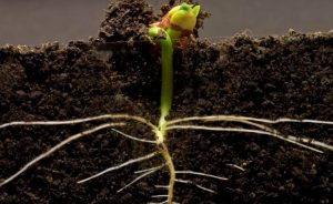 Como Construir Una Torre Para Plantas De Frijoles