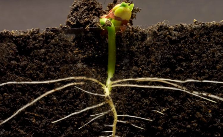 Como Construir Una Torre Para Plantas De Frijoles