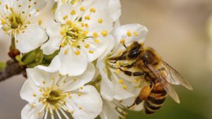 Como Contratar Servicios De Eliminacion De Abejas