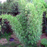 Como Controlar El Bambu En Su Jardin