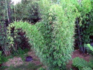 Como Controlar El Bambu En Su Jardin
