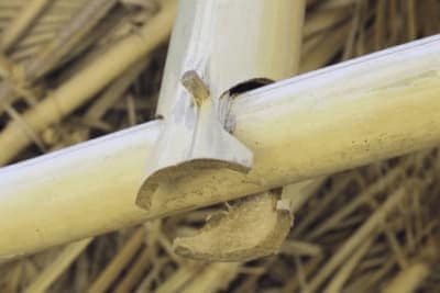 Como Cortar Postes De Bambu 1