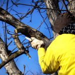 Como Cortar Ramas Portantes De Un Arbol