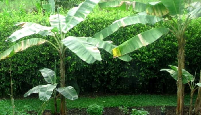 Como Cosechar Platanos Datos De La Planta De Platano 1