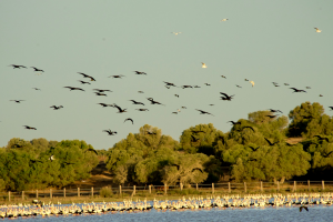 Como Crear Un Habitat Para Aves En El Patio Scaled