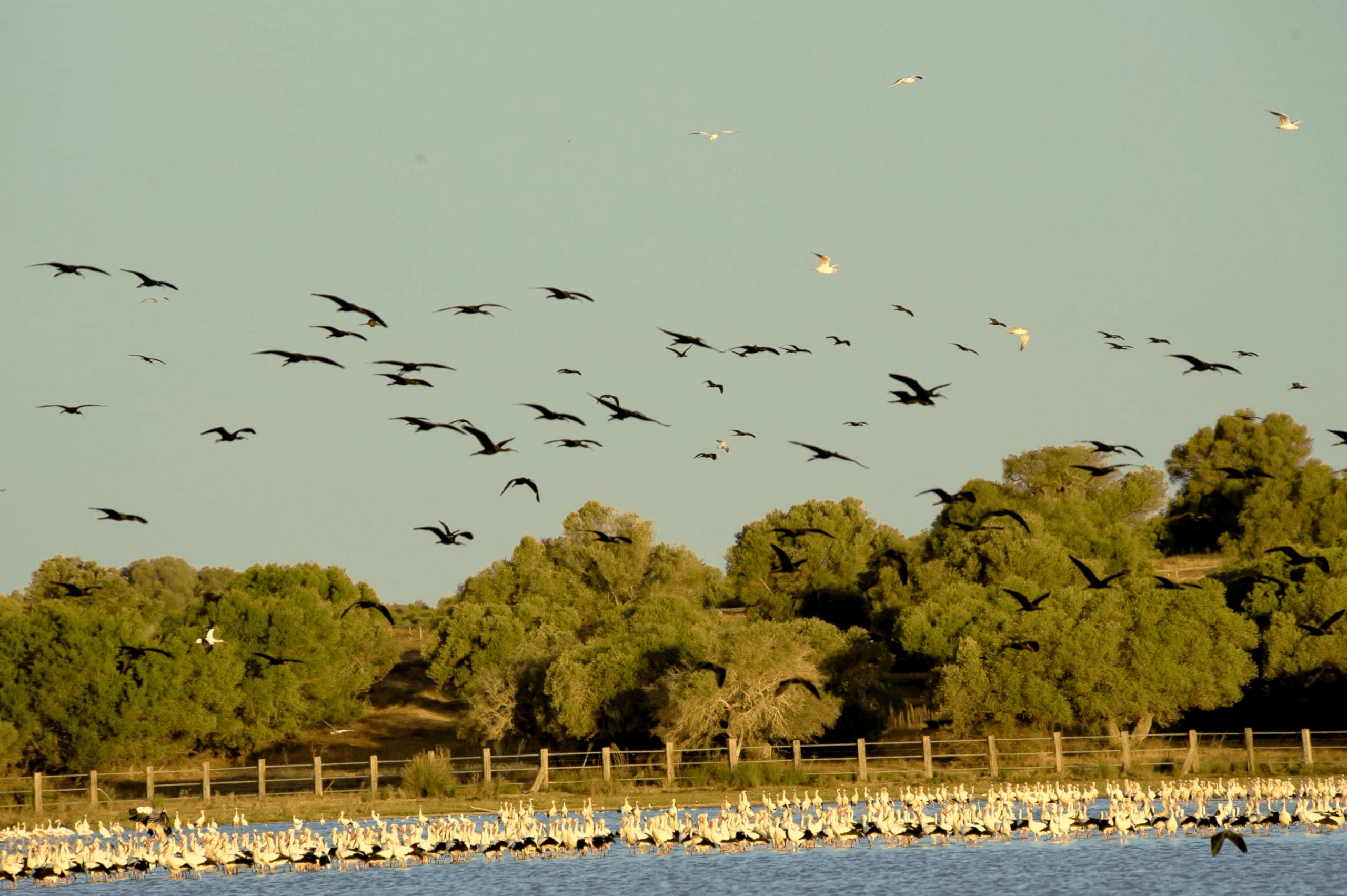 Como Crear Un Habitat Para Aves En El Patio Scaled