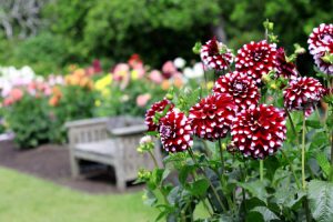 Como Crear Un Jardin A La Luz De La Luna