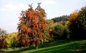 Como Crear Un Jardin Rustico