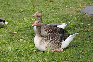 Como Cuidar A Las Aves