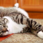 Como Cuidar A Tu Gato Domestico