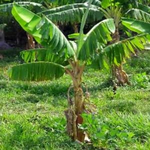 Como Cuidar Los Arboles De Platano