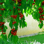 como cuidar los arboles frutales 1