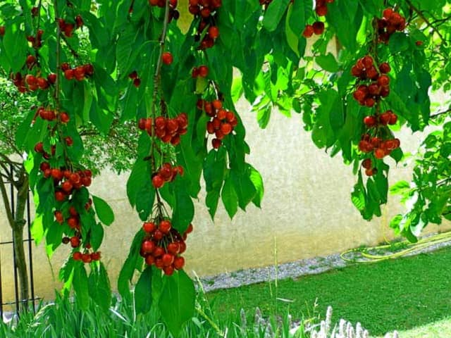 Como Cuidar Los Arboles Frutales 1
