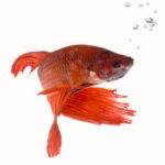 Como Cuidar Peces Betta