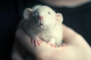 como cuidar ratas y ratones