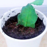 Como Cuidar Un Cactus Orquidea