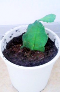 Como Cuidar Un Cactus Orquidea