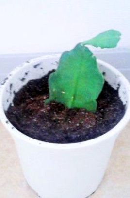 Como Cuidar Un Cactus Orquidea