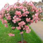 Como Cuidar Un Estandar De Rosa De Arbol