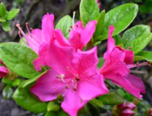 Como Cuidar Una Azalea En Maceta