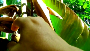 Como Cuidar Una Flor De Heliconia