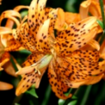 Como Cuidar Una Flor De Lirio Tigre