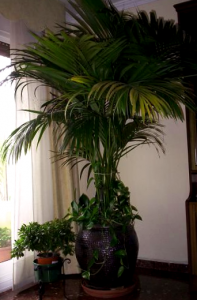 Como Cuidar Una Palmera Areca