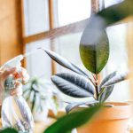 Como Cuidar Y Limpiar Las Plantas De La Casa