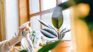 Como Cuidar Y Limpiar Las Plantas De La Casa