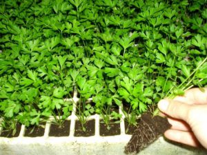 Como Cultivar Apio
