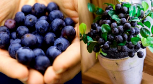 Como Cultivar Arandanos 2