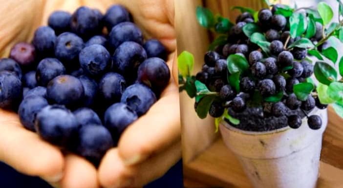 Como Cultivar Arandanos 2