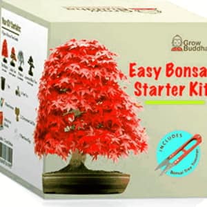 Como Cultivar Arboles Bonsai A Partir De Semillas