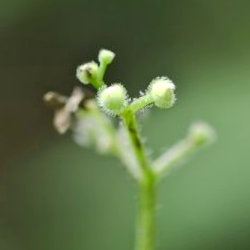 Como Cultivar Asma Dulce Galium Odoratum